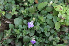 Hygrophila serpyllum